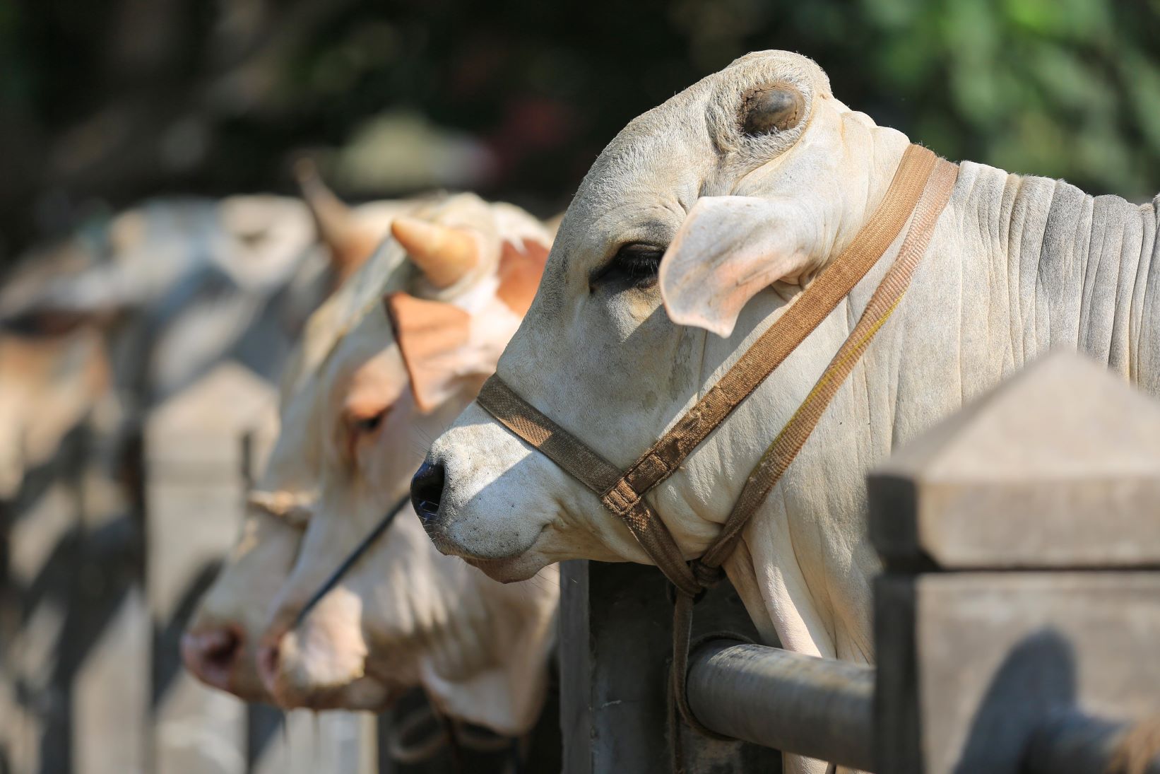 Qurbani Appeal 2025